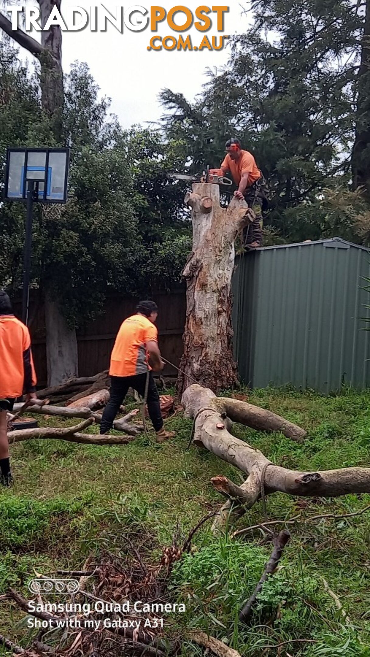 Tree removal warranwood