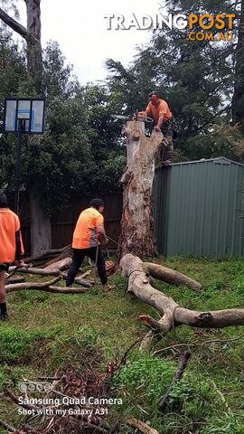 Tree removal warranwood