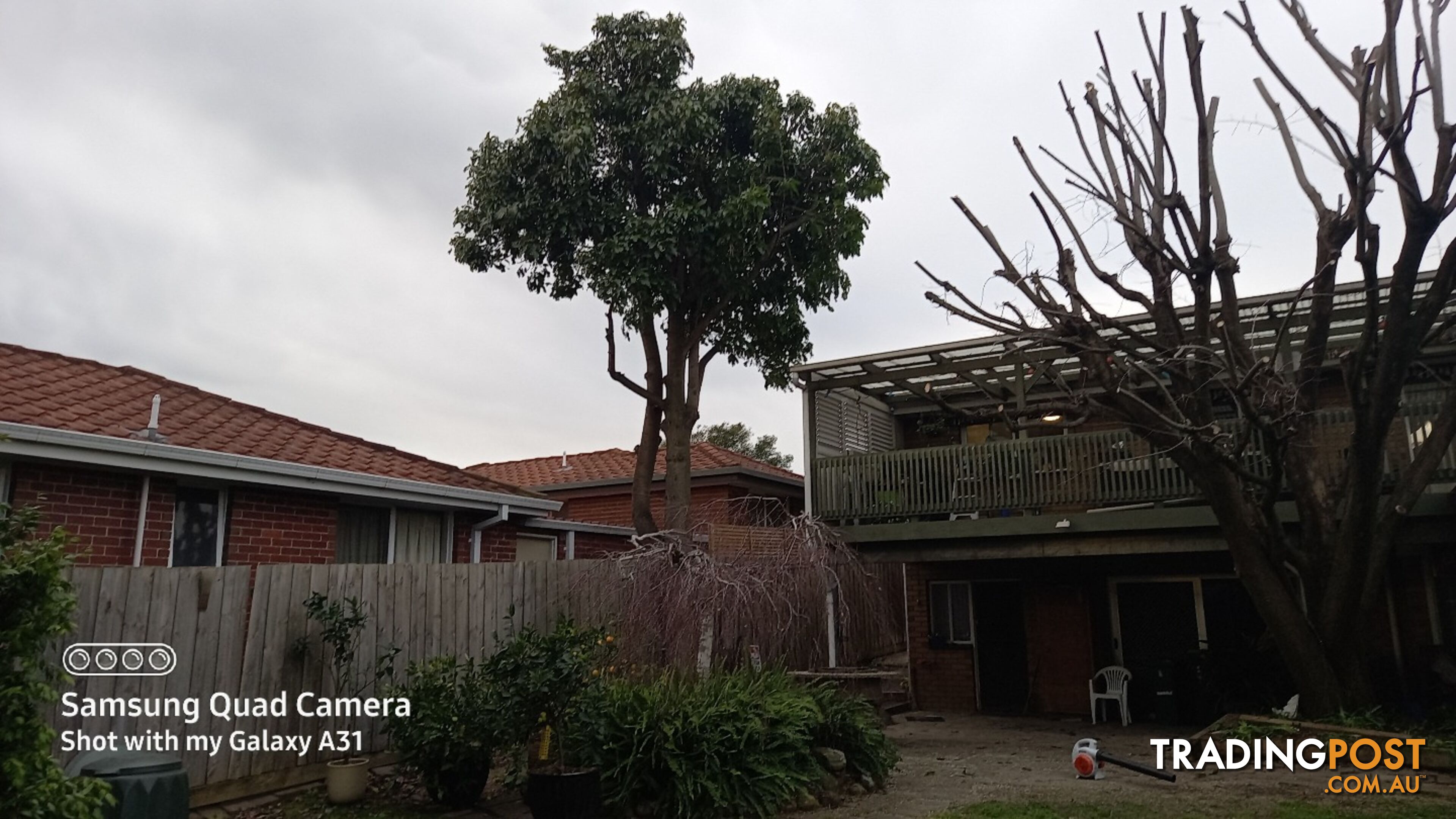 Tree trimming 