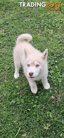 Siberian husky