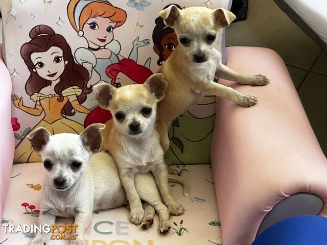 Pure Bred Chihuahua Pups