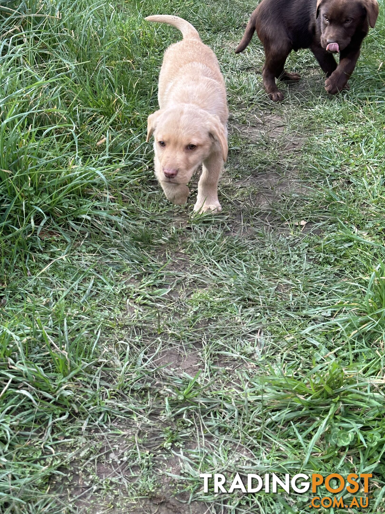 Labrador puppies