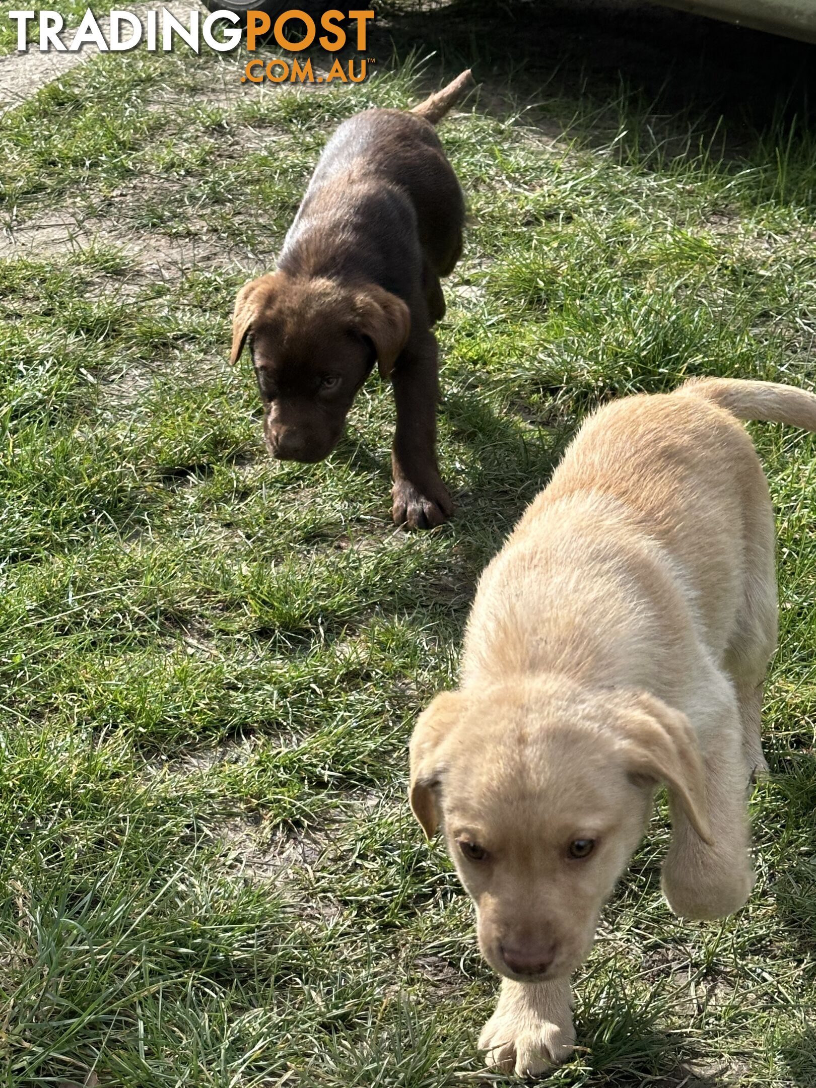 Labrador puppies