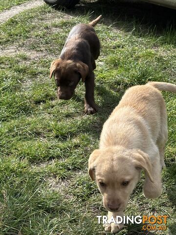 Labrador puppies