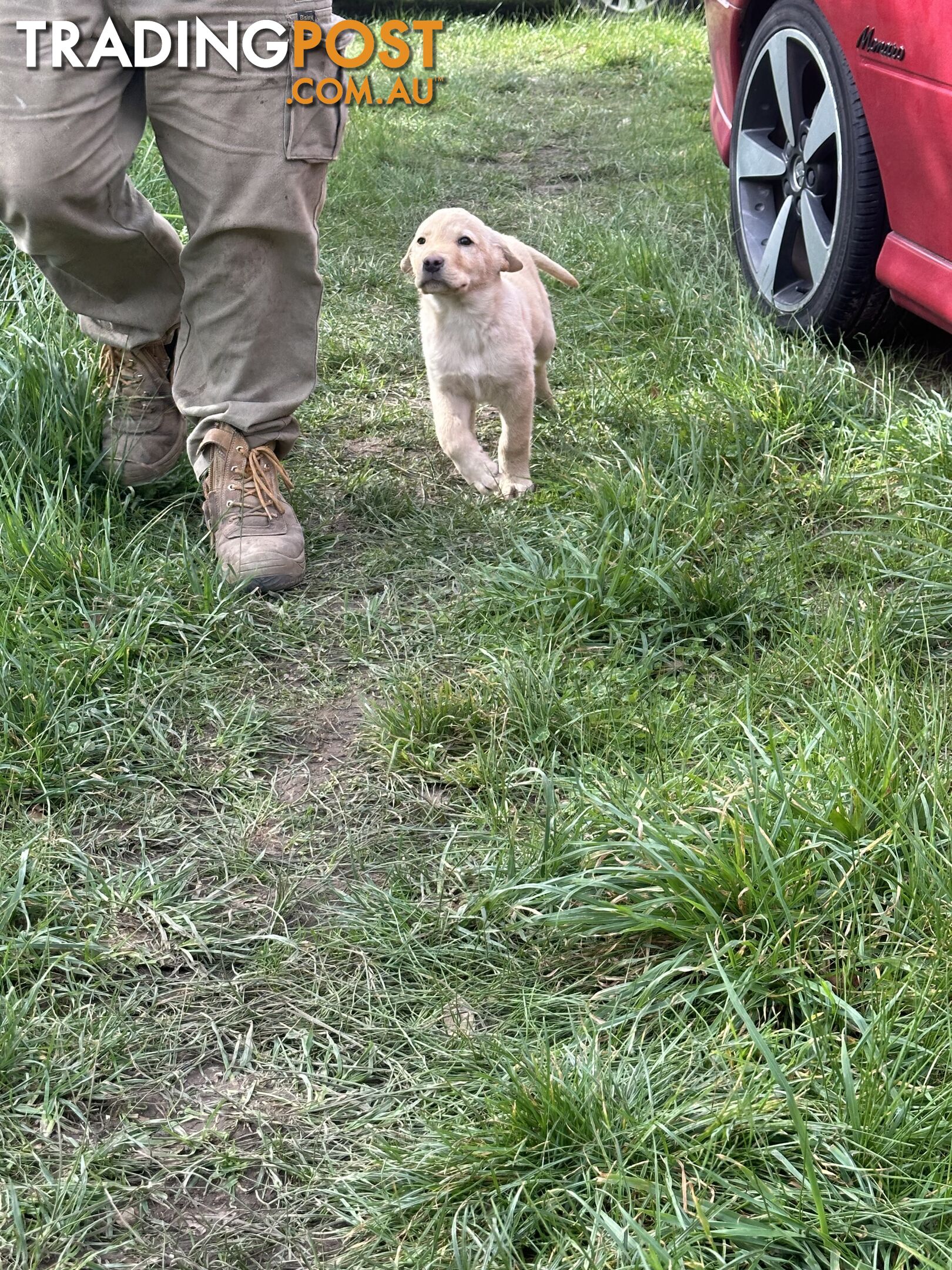 Labrador puppies