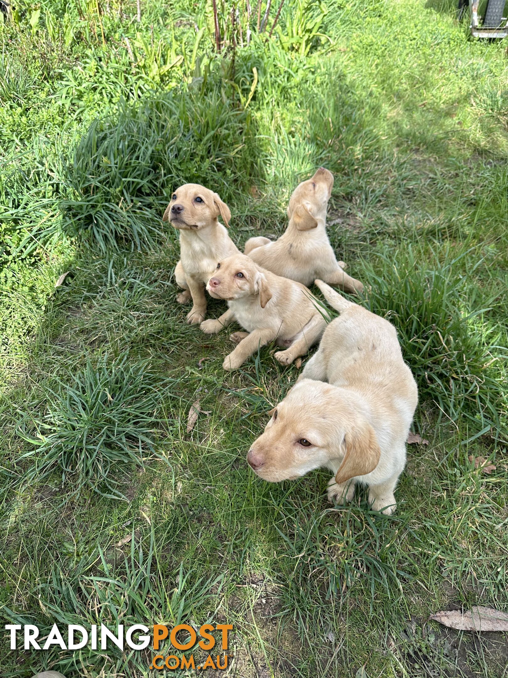 Labrador puppies