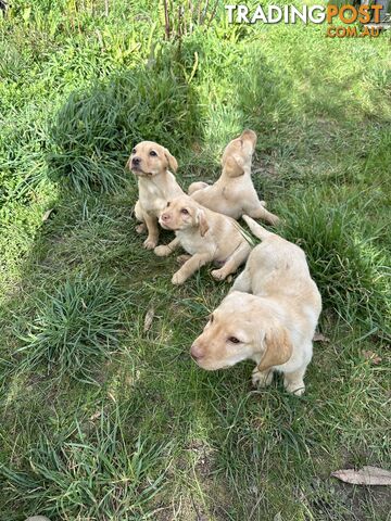 Labrador puppies