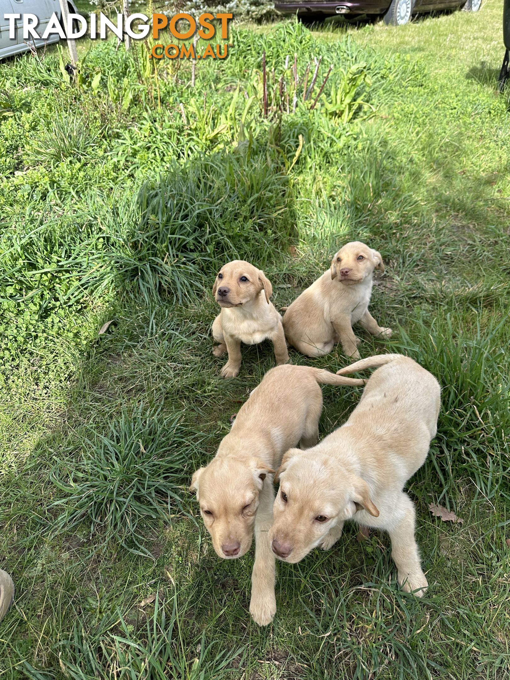 Labrador puppies