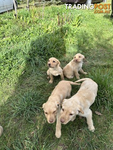 Labrador puppies