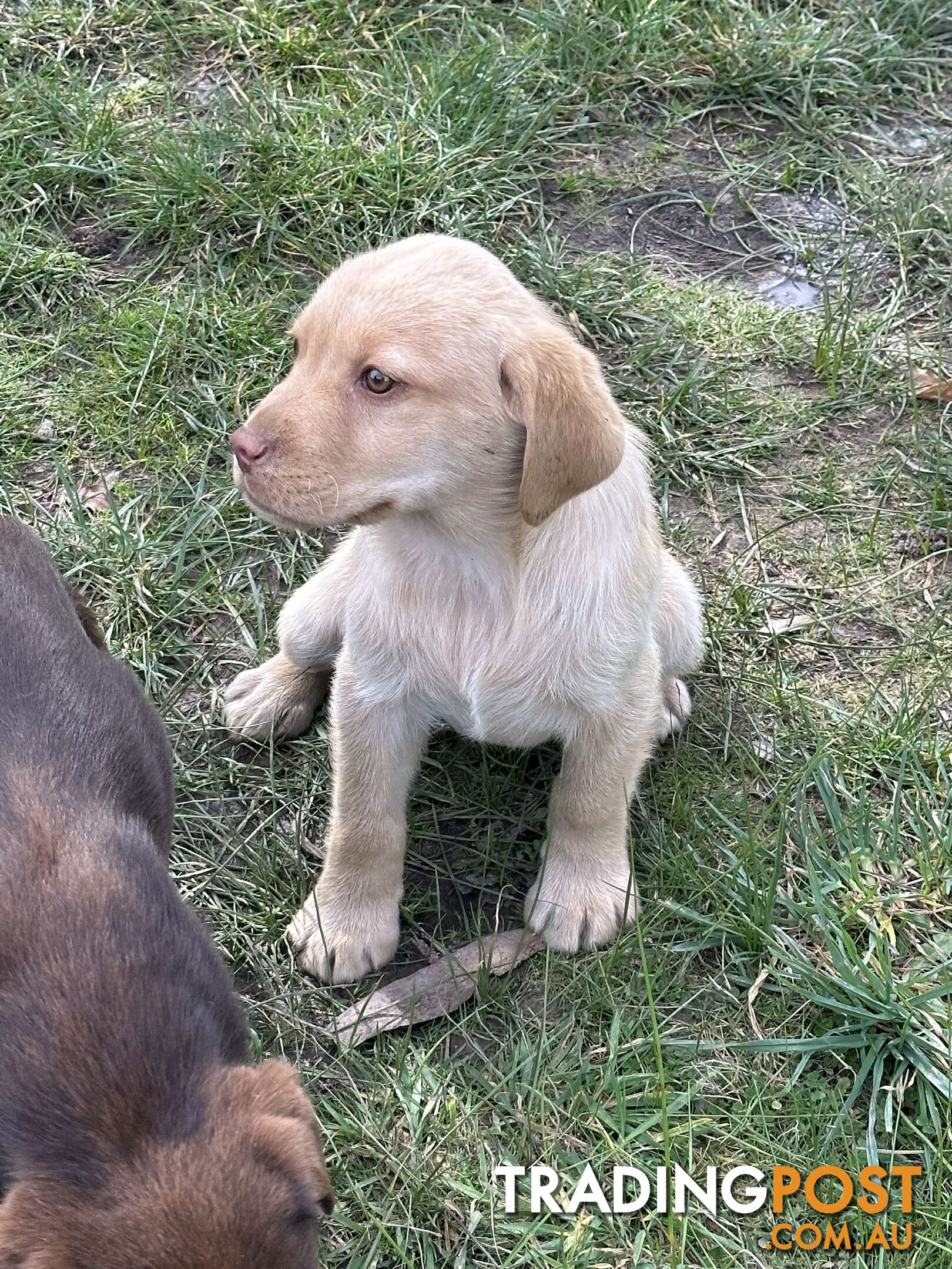 Labrador puppies