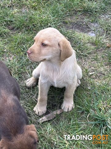 Labrador puppies