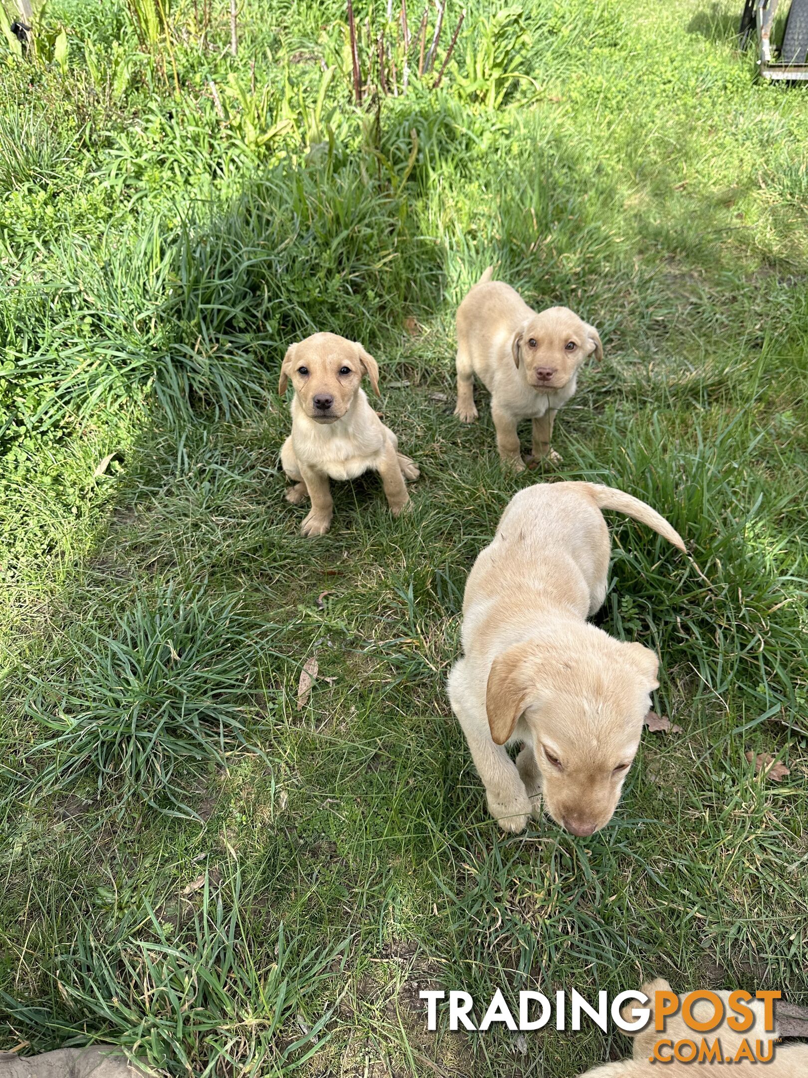 Labrador puppies