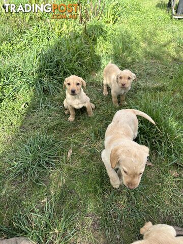 Labrador puppies