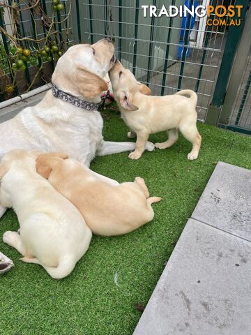 Lovely Pure Breed Labrador Puppies for Sale