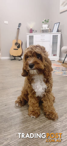 Cavoodle stud service.