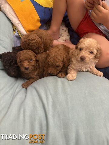 Miniature/toy poodle