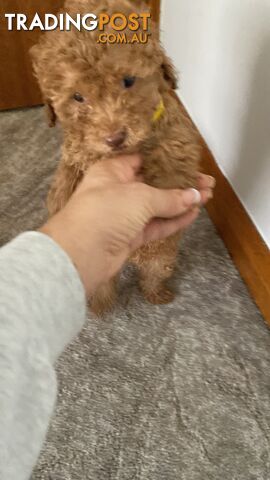 Little Mr Chocolate, Toy/Miniature poodle (Boy)