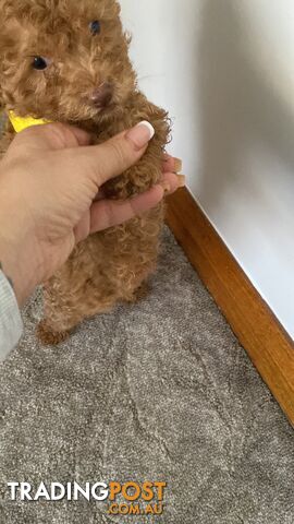 Little Mr Chocolate, Toy/Miniature poodle (Boy)