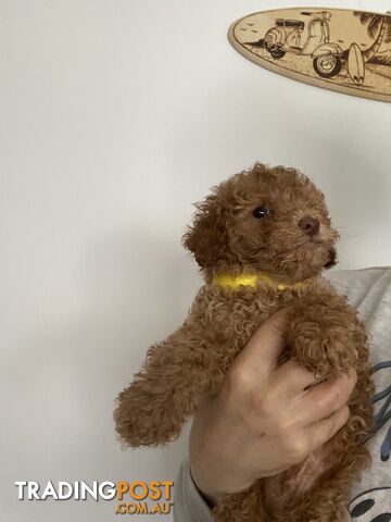 Little Mr Chocolate, Toy/Miniature poodle (Boy)