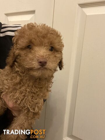 Little Mr Chocolate Toy/Miniature poodle (Boy)