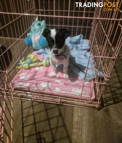 Female jack russell terrier puppy