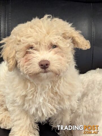 This sweet poochon will steal your heart ❤️