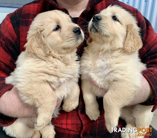 Purebred Golden Retriever Puppies