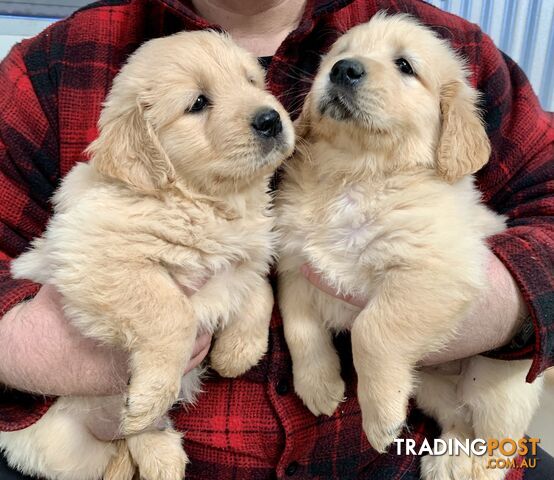 Purebred Golden Retriever Puppies