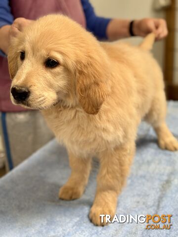 Purebred Golden Retriever Puppies