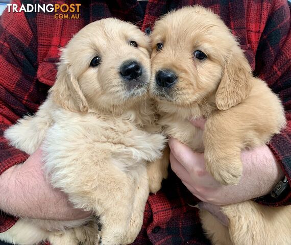 Purebred Golden Retriever Puppies