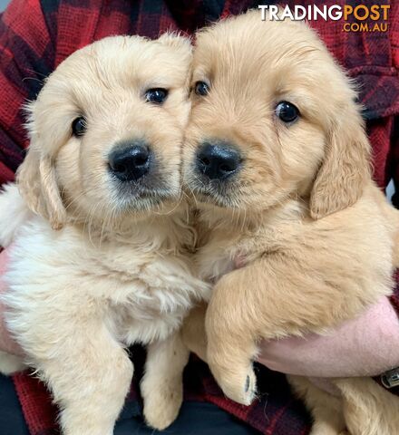 Purebred Golden Retriever Puppies