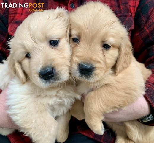 Purebred Golden Retriever Puppies