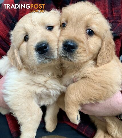 Purebred Golden Retriever Puppies