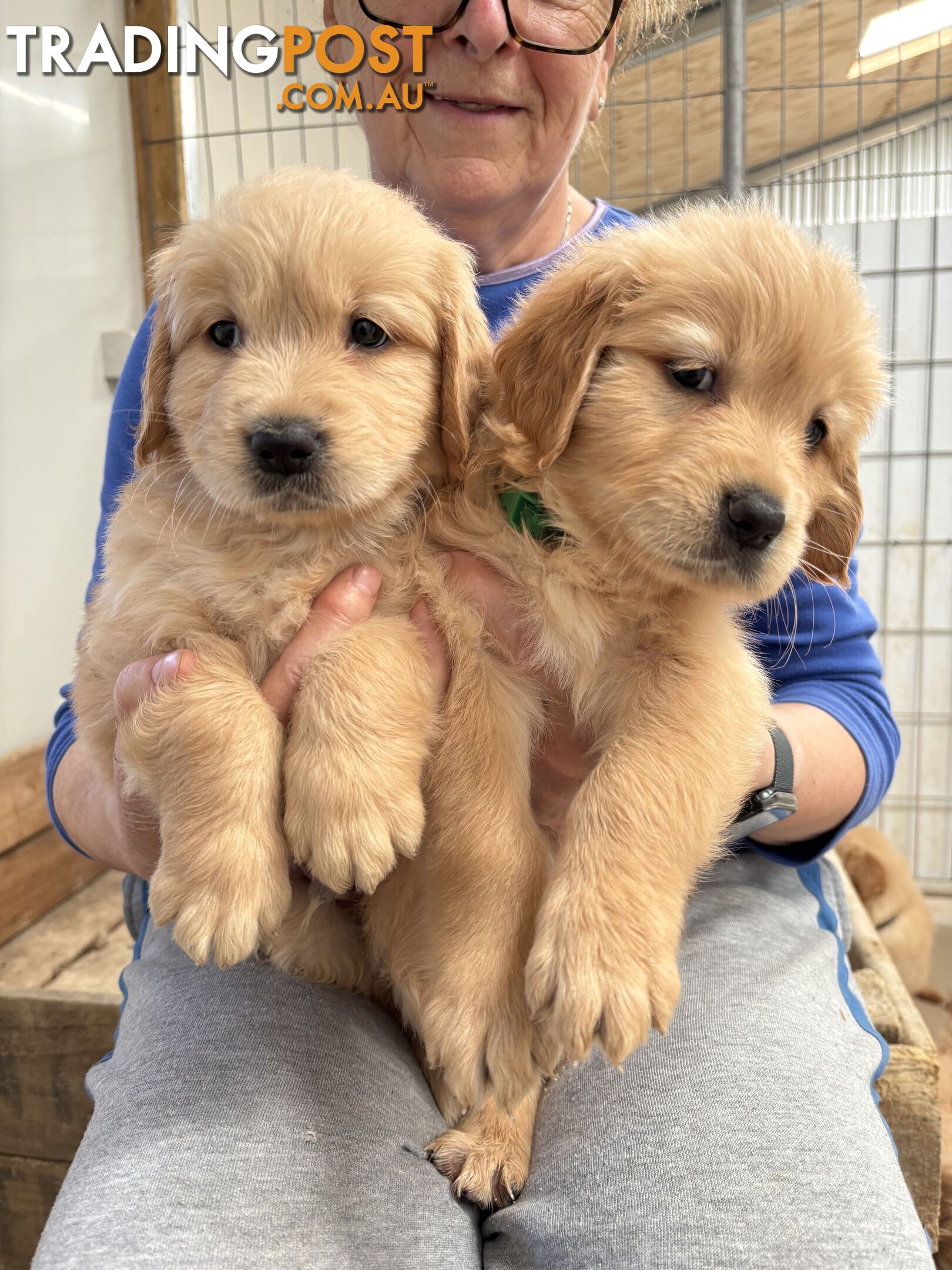 Golden Retriever Puppies