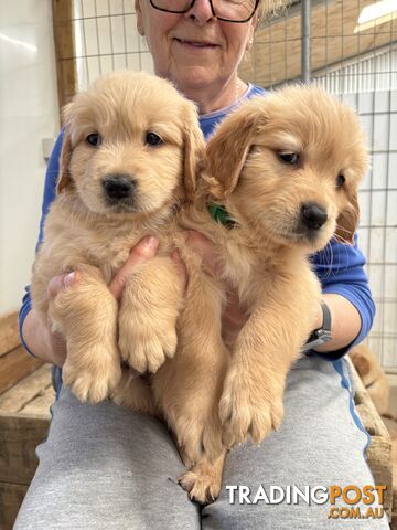 Golden Retriever Puppies