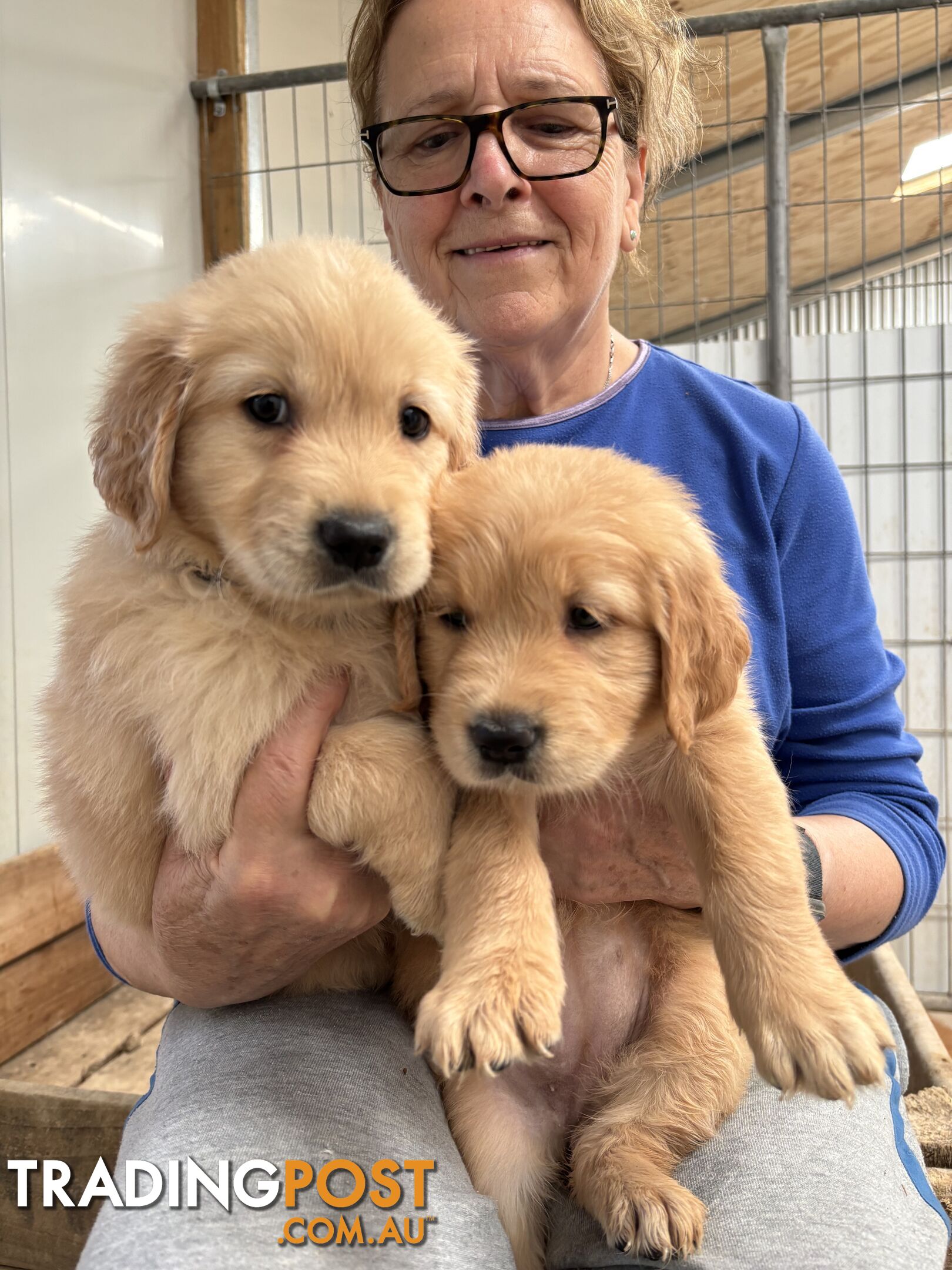 Golden Retriever Puppies