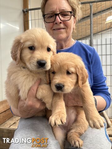 Golden Retriever Puppies