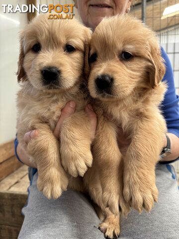 Golden Retriever Puppies