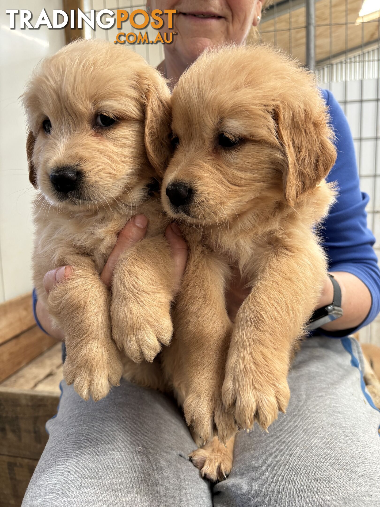 Golden Retriever Puppies