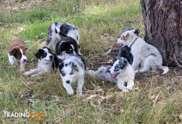 Trading post border collie 2024 puppies