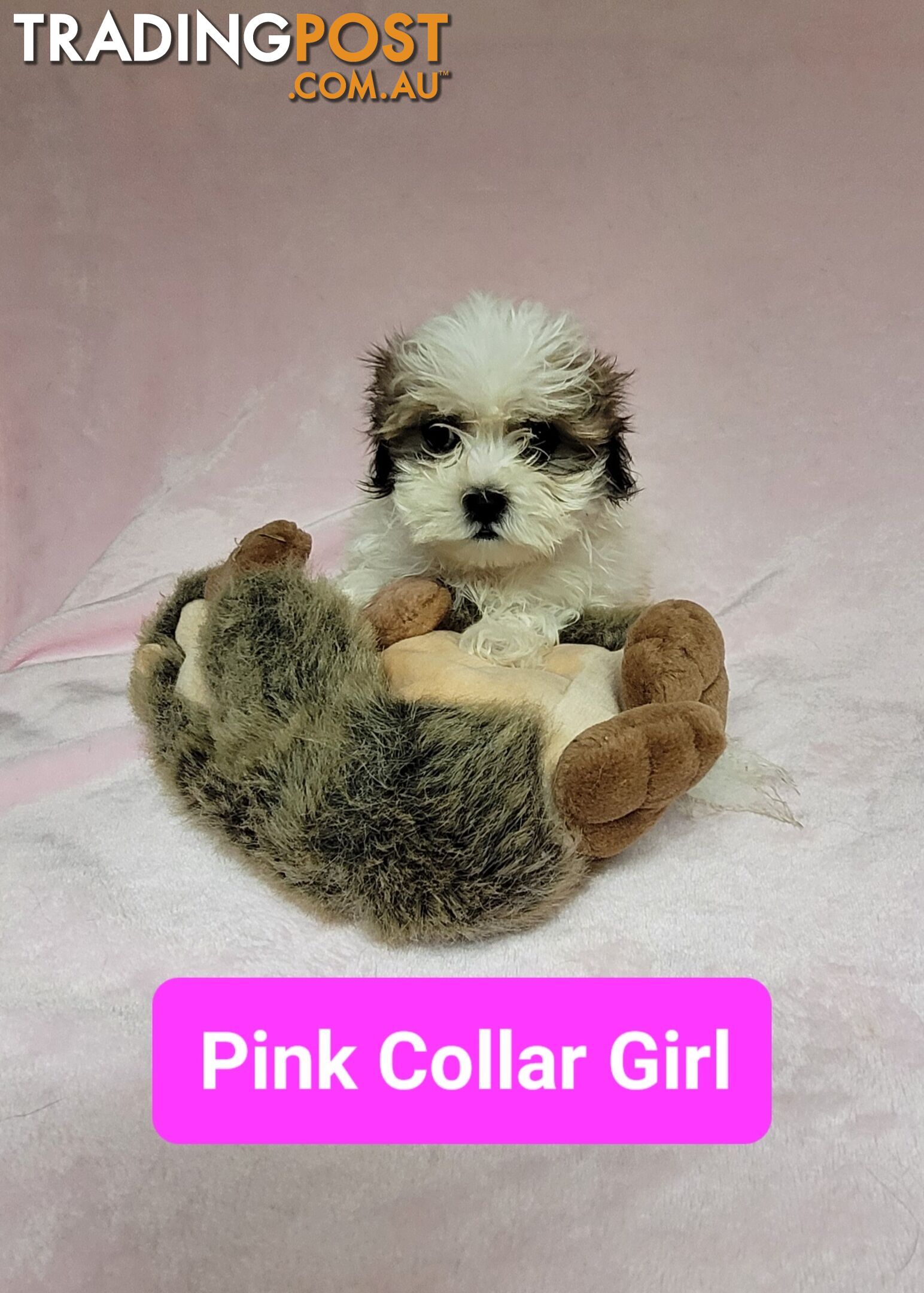 Maltese X Shihtzu (MALSHI's)