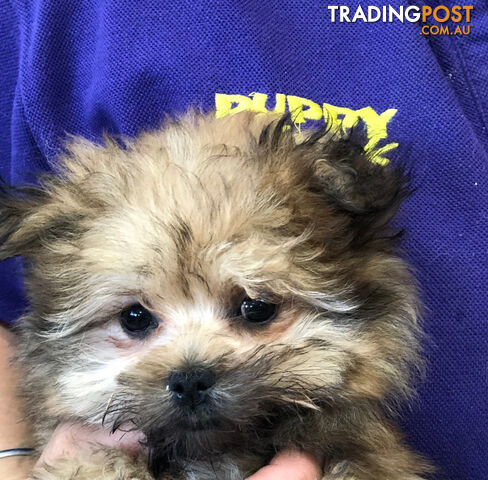 Pomeranian x Pekingese (Peekapom, Pominese, Peke-a-pom) Puppies at Puppy Shack Brisbane