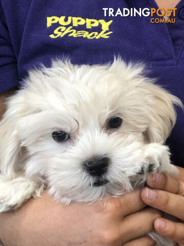 Maltese Shih Tzu (Maltese x Shih Tzu) x Toy Poodle Puppies at Puppy Shack Brisbane