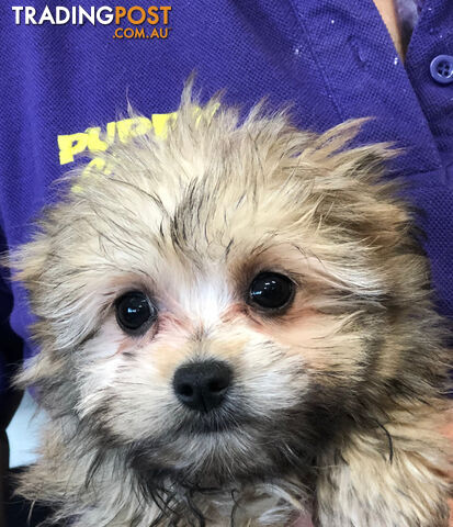 Pomeranian x Pekingese (Pominese) Puppies