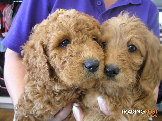 Labradoodle - Labrador x Poodle - Puppy Shack Brisbane 