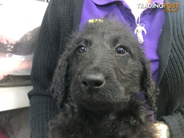 Labradoodle (Labrador x Poodle) puppies at Puppy Shack Brisbane 