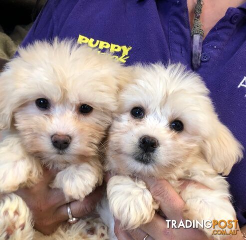 Bichon Frise x Lhasa Apso Puppies at Puppy Shack Brisbane