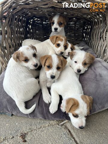 Jack Russell Pups for sale