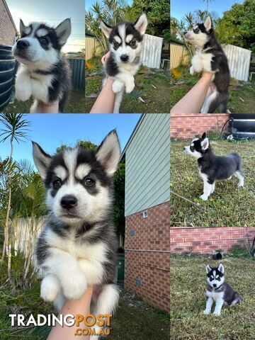 Pure Breed Siberian Husky ready for New Home