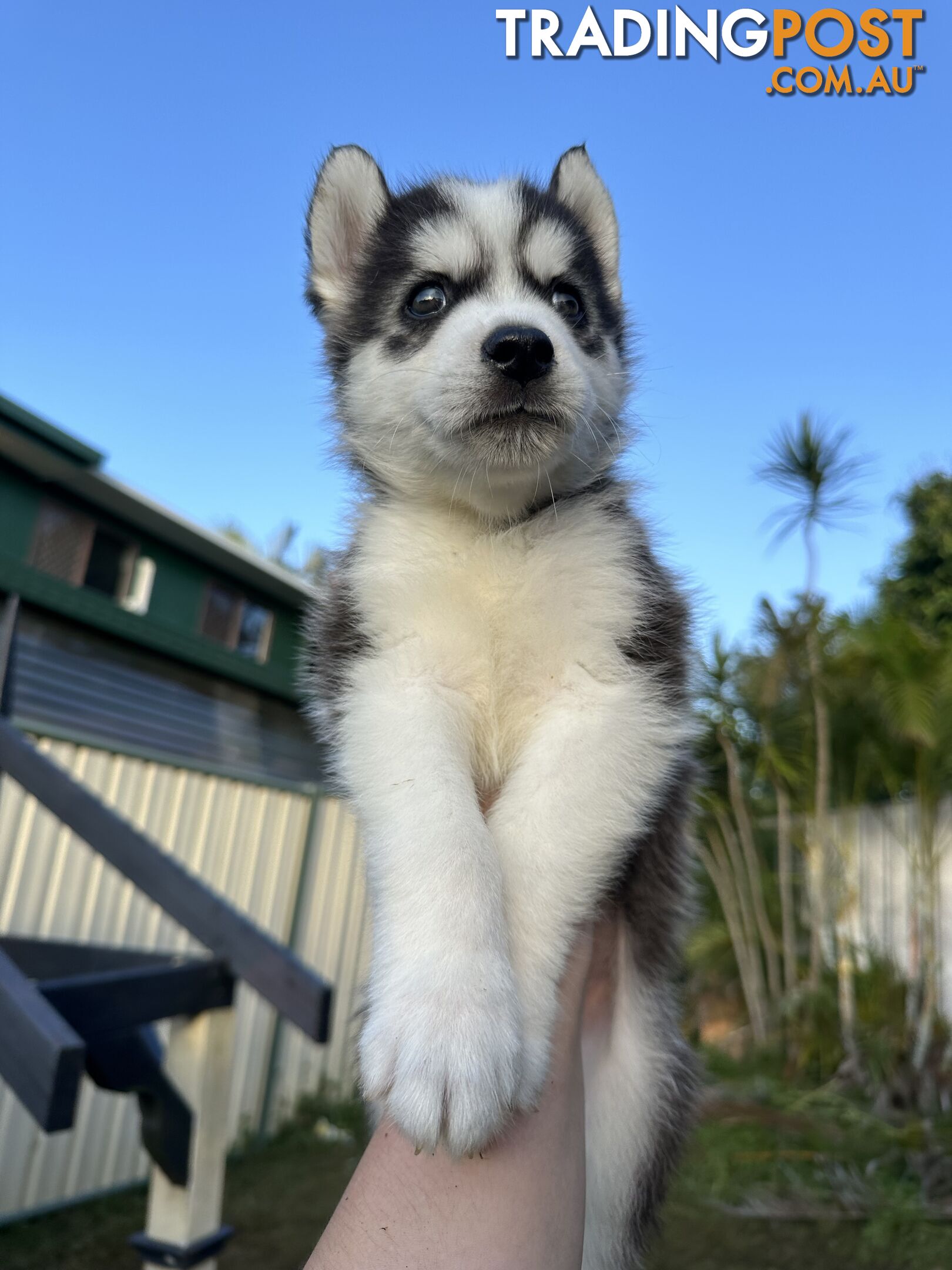 Pure Breed Siberian Husky ready for New Home